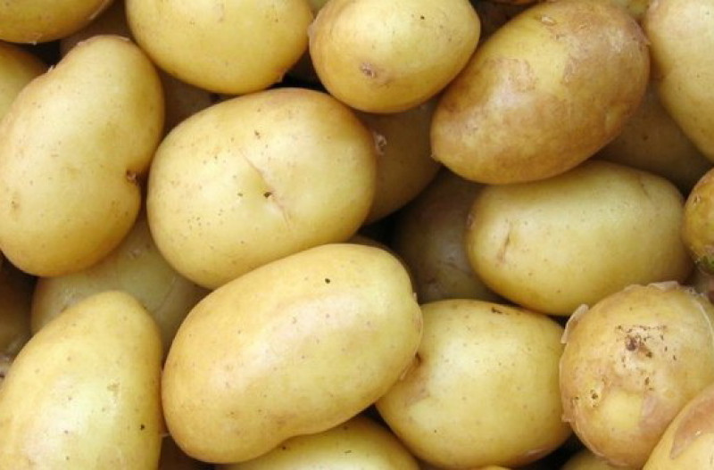 Картофель адретта характеристика сорта отзывы вкусовые качества
